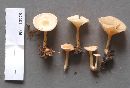 Clitocybe gibba image